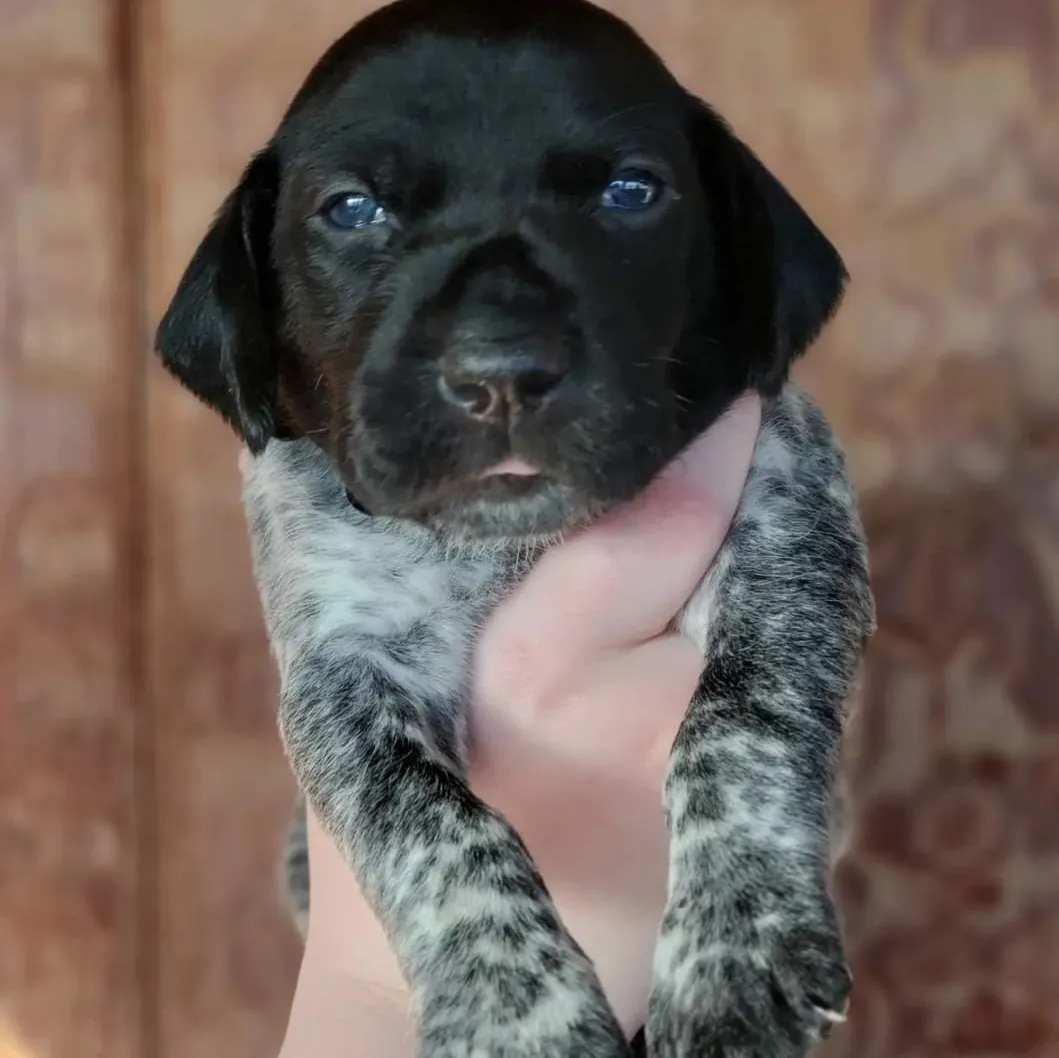 A puppy with a black and white coat