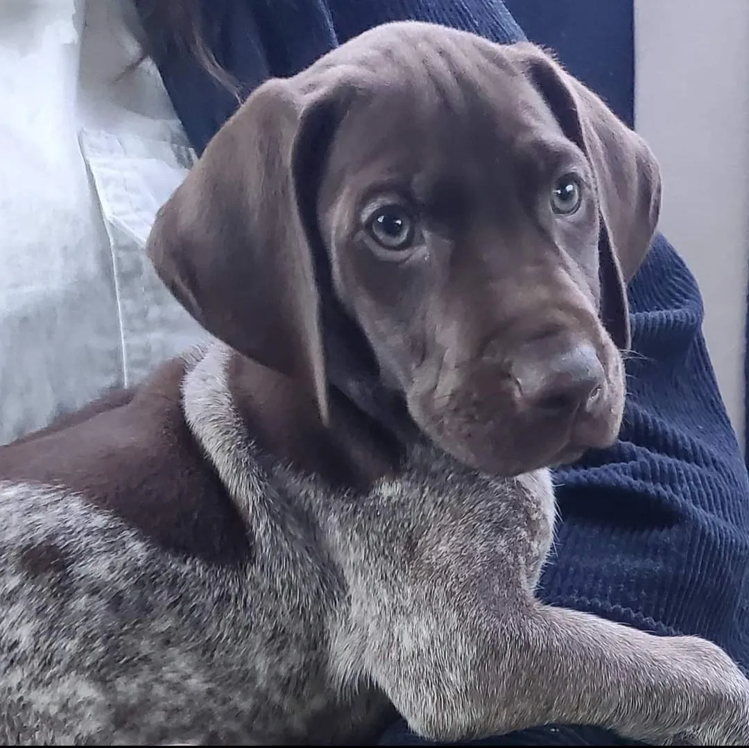 A puppy with a dark brown coat