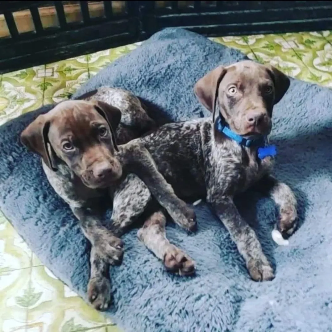 Two puppies on a blue cushion