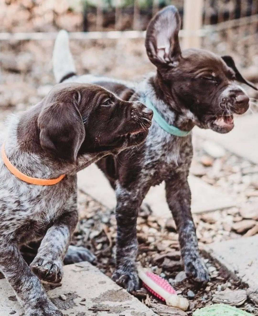 Puppies playing outside