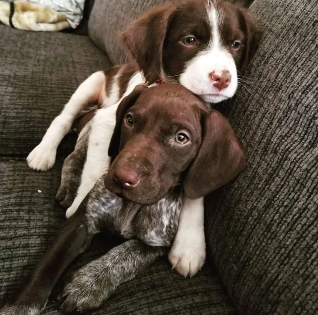 Two puppies on a couch