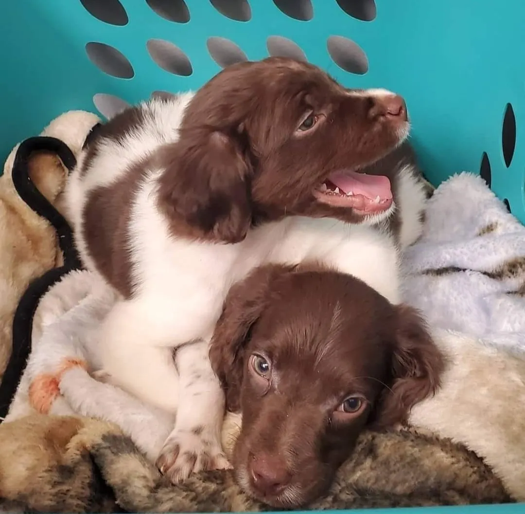 An puppy with an orange and white coat