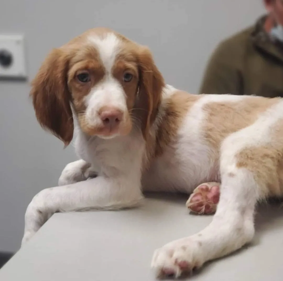 A brown and white dog