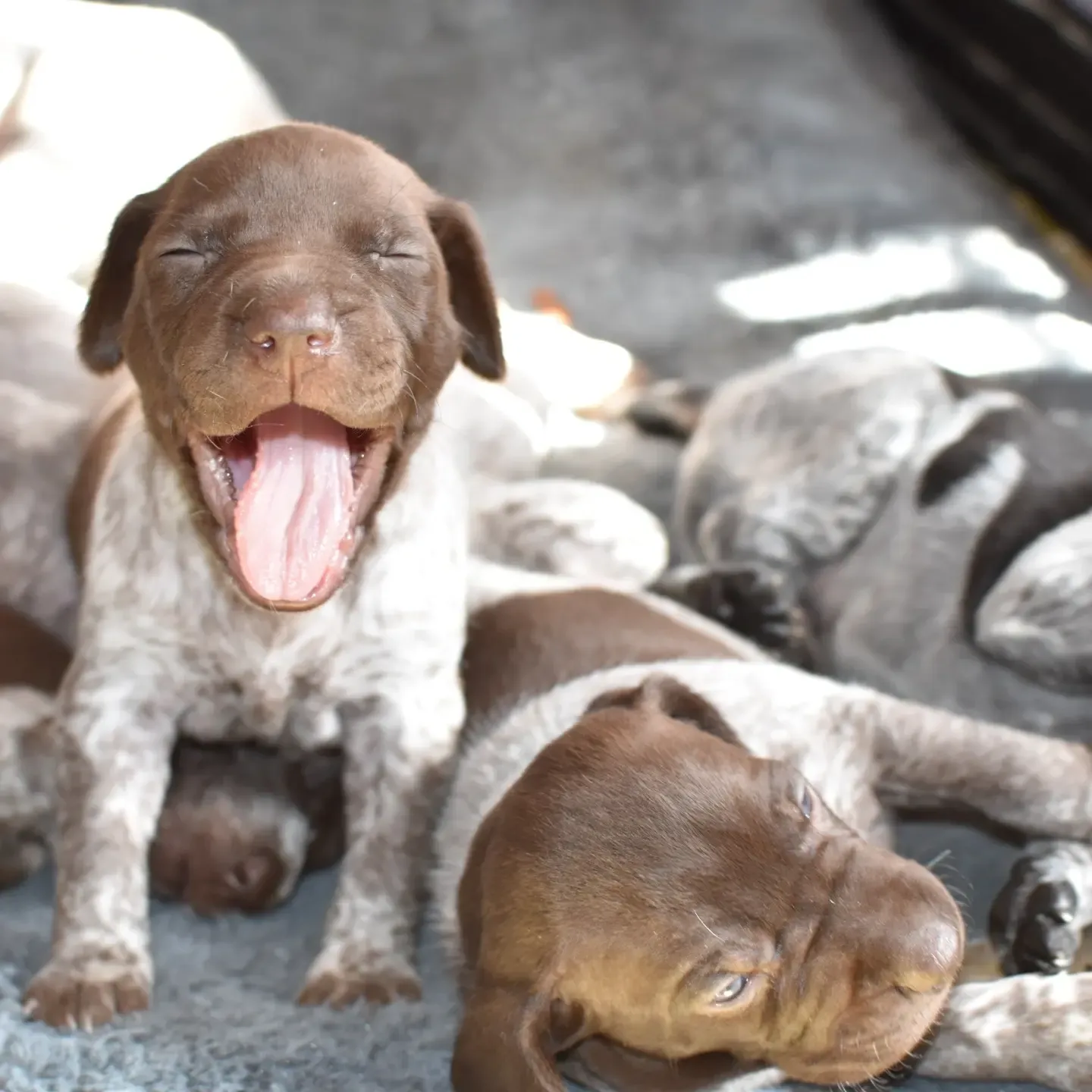 A yawning puppy