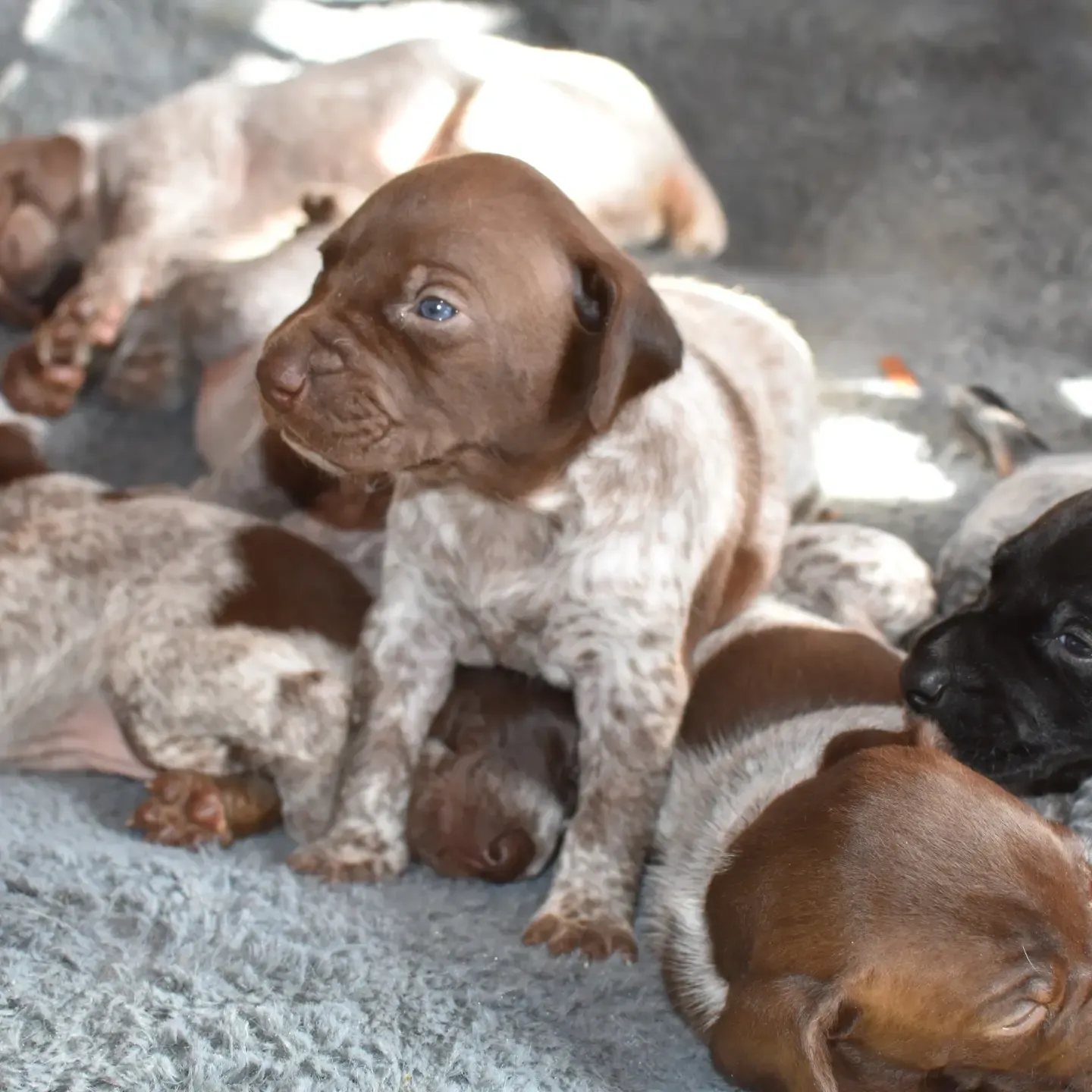 A puppy standing next to its sleeping siblings