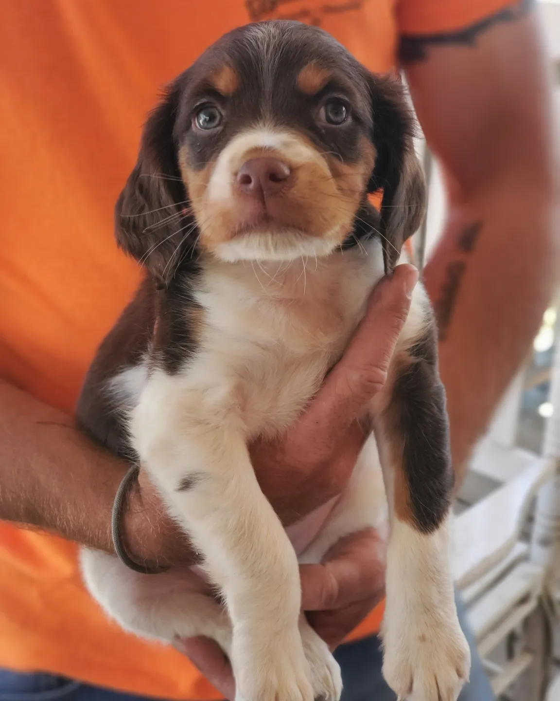 A puppy carried with two hands